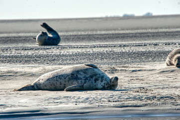phoque © escapade photo