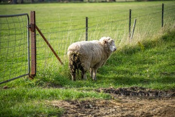 sheep with dags in a field on a farm