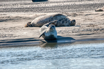 phoque © escapade photo