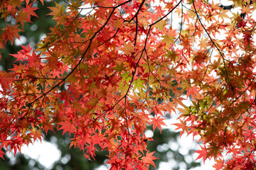 red maple leaves