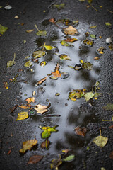 Yellow and colourful autumn leaves floating on the surface of a puddle