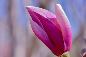 Magnolia blooms in spring, with white and red flowers