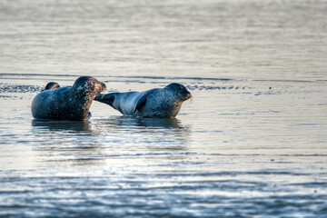 phoque © escapade photo