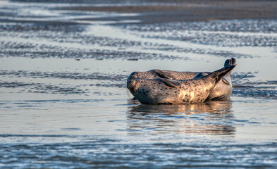 Fototapeta premium phoque