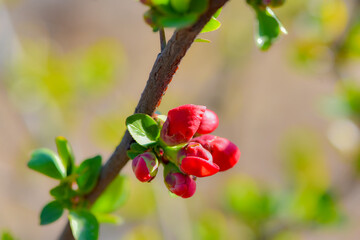 Green plants and small red flowers in the fields