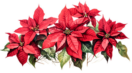 A poinsettia plant with vibrant red flowers stands on a clear white background, adding a pop of color to any room.