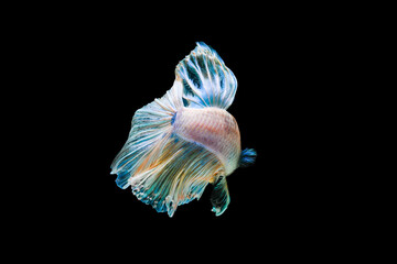 Bright blue halfmoon betta fish swimming beautifully, isolated on black background