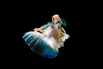 Bright blue halfmoon betta fish swimming beautifully, isolated on black background