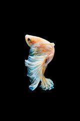 Bright blue halfmoon betta fish swimming beautifully, isolated on black background