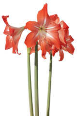 A long stem red Amaryllis isolated on white