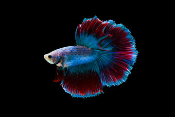Betta fish, Siamese fighting fish, betta halfmoon, Betta splendens, Grizzle Rosetail Betta fish...