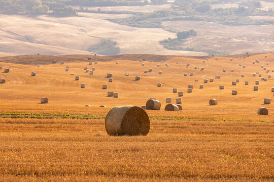Campo con rotoballe di fieno, estate Valdorcia, Toscana