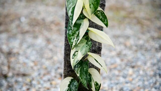 Closeup to leaf of scindapsus mayari in the pot 