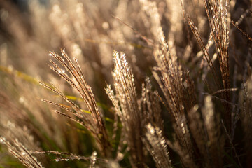 Dry pampas grass at sunset light outdoors. Plant Cortaderia selloana soft focus. Natural abstract background with fluffy dry reeds in sunlight