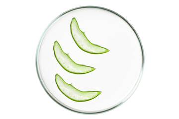 Petri dish isolated on empty background. Aloe vera slices in a Petri dish.