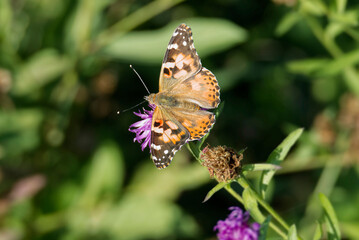 Painted Lady (Vanessa cardui) butterfly perched on a pink flower in Zurich, Switzerland