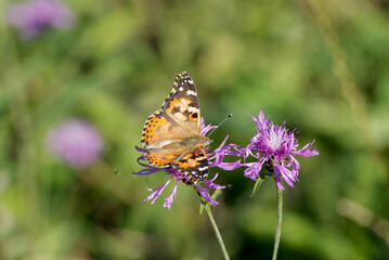 Painted Lady (Vanessa cardui) butterfly perched on a pink flower in Zurich, Switzerland