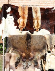 historical re-enactment of the medieval market with the sale of skins and skins of red foxes
