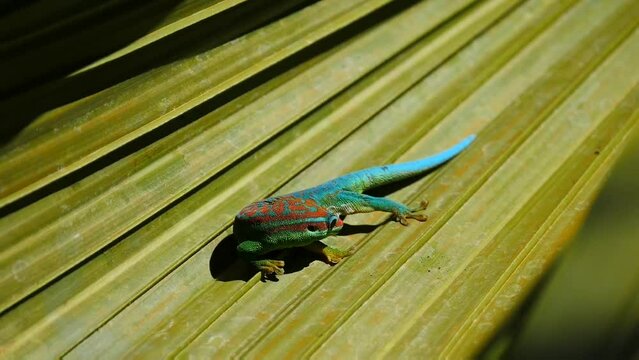 Blue-tailed ornate day Gecko, protected endemic species of Mauritius, on moving palm tree leaf