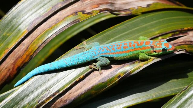 Blue-tailed ornate day Gecko, protected endemic species of Mauritius, on moving palm tree leaf