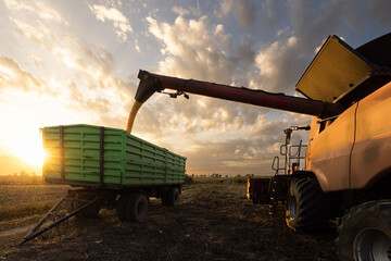 Fototapeta premium A combine harvests corn