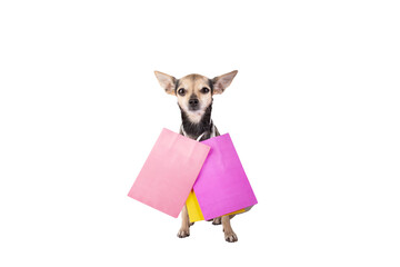 pet shop, dog with shopping bags isolated, dog and cat supermarket, animal gifts