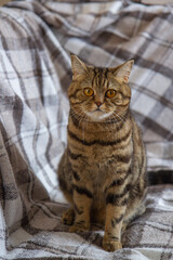 cat with yellow eyes sitting on the bed