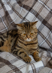 tabby scottish cat sleeping on the bed