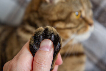 cat's paw in the hands of a girl