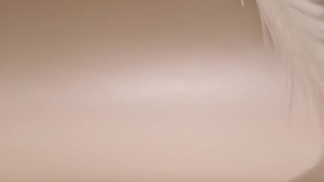 Feather on beige background, a symbol of care and fashion, smoothness and lightweight