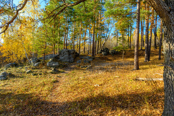 Landscape with rock in forest.