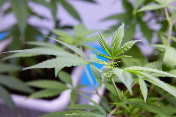 close up cannabis hemp in the greenhouse