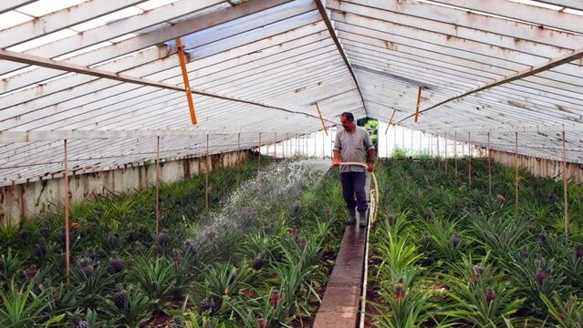 person watering pineapple plantation