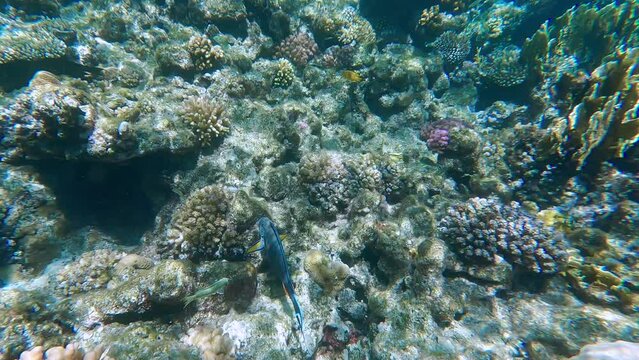 Exploration of colorful coral reef with many fishes in blue transparent water. Amazing underwater world of the Red Sea. Best places for scuba diving in the world.