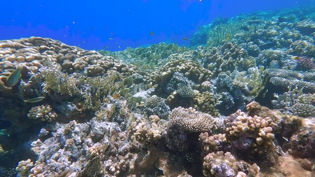 Beautiful coral reef Yolanda with many fishes in blue transparent water. Amazing underwater world of the Red Sea. Best places for scuba diving in the world.