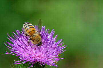 abeilles - Anthophila -  hyménoptères
