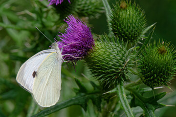  Piéride du chou - Pieris brassicae - lépidoptères - papillons