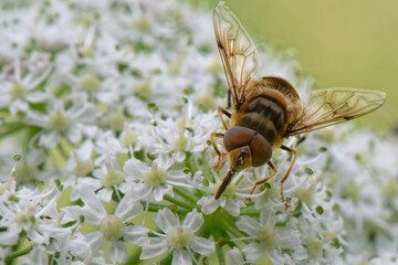 éristale des fleurs - Myathropa florea - syrphe tête de mort -  diptères