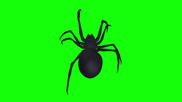Black Widow Spider - Crawling Loop - Top View - Realistic 3D animation isolated on green screen