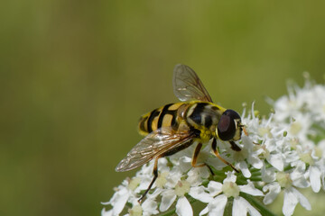 éristale des fleurs - Myathropa florea - syrphe tête de mort -  diptères