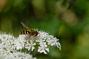 éristale des fleurs - Myathropa florea - syrphe tête de mort -  diptères