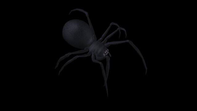 Black Widow Spider - Crawling Loop - Top Angle View CU - Alpha Channel - Realistic 3D animation isolated on transparent background