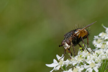 Tachina magnicornis - diptères - larve parasite des chenilles de papillons