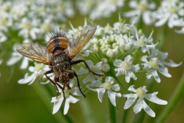 Tachina magnicornis - diptères - larve parasite des chenilles de papillons