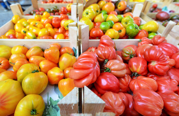 Einkaufen auf dem Bauernmarkt: Nahaufnahme von vielen unterschiedlichen Tomatensorten an einem Verkaufsstand, selektiver Fokus, sehr viel Copyspace
