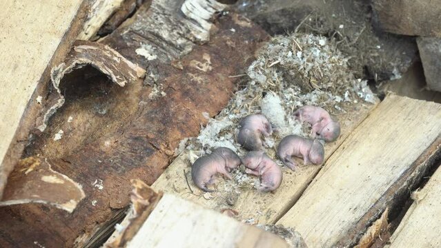 Baby mice without fur. Newborn mice. Macro. Pets