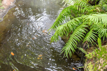 Beautiful tropical garden pond