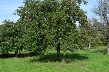Fototapeta na wymiar Ein Apfelbaum auf einer Steuobstwiese in der fränkischen Schweiz 
