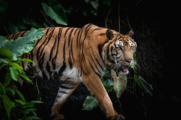 Bengal Tiger in forest