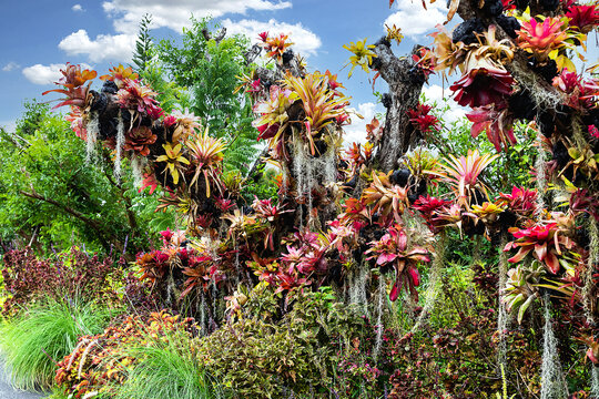 Colorful of Bromeliad in the garden